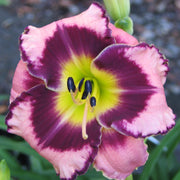 Rock Solid Daylily from Oakes Daylilies
