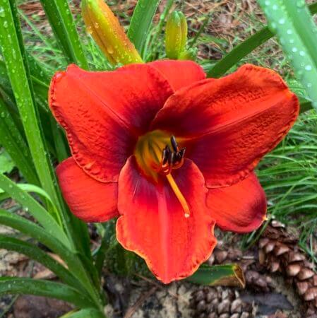 Rocket Blast Daylily from Oakes Daylilies