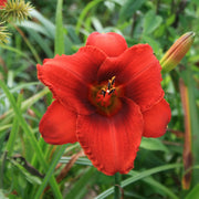 Rocket Blast Daylily from Oakes Daylilies