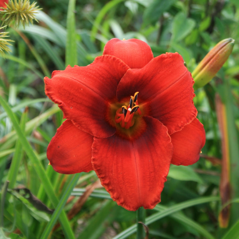 Rocket Blast Daylily from Oakes Daylilies