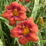 Rocket Blast Daylily from Oakes Daylilies