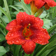Rocket Blast Daylily from Oakes Daylilies