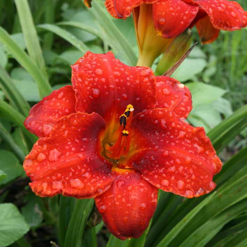 Rocket Blast Daylily from Oakes Daylilies