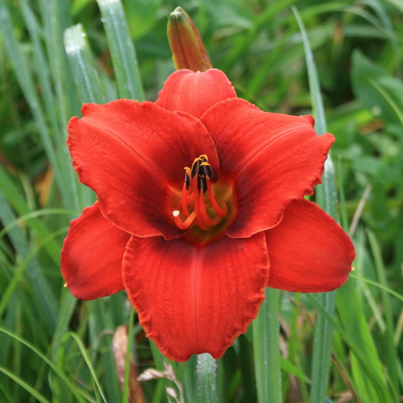 Rocket Blast Daylily from Oakes Daylilies