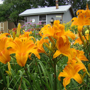 Rocket City Daylily from Oakes Daylilies