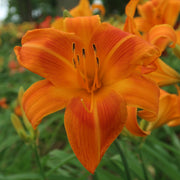 Rocket City Daylily from Oakes Daylilies