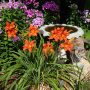 Rocket City Daylily from Oakes Daylilies