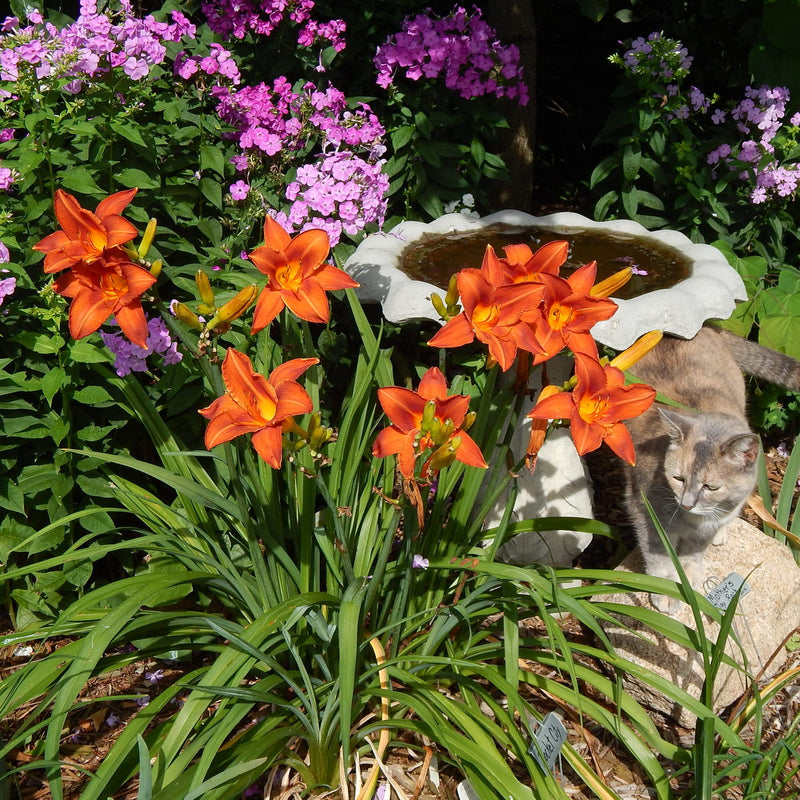 Rocket City Daylily from Oakes Daylilies