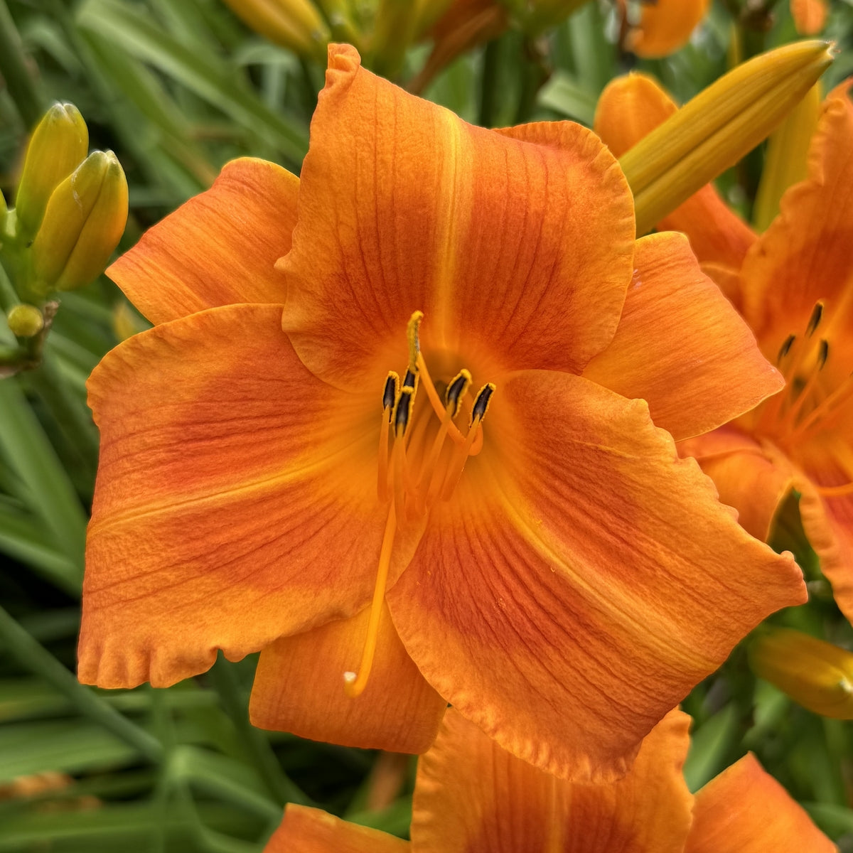 Rocket City Daylily |Large Vivid Blooms | Oakes Daylilies