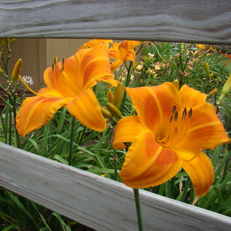 Rocket City Daylily from Oakes Daylilies