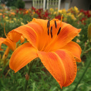 Rocket City Daylily from Oakes Daylilies