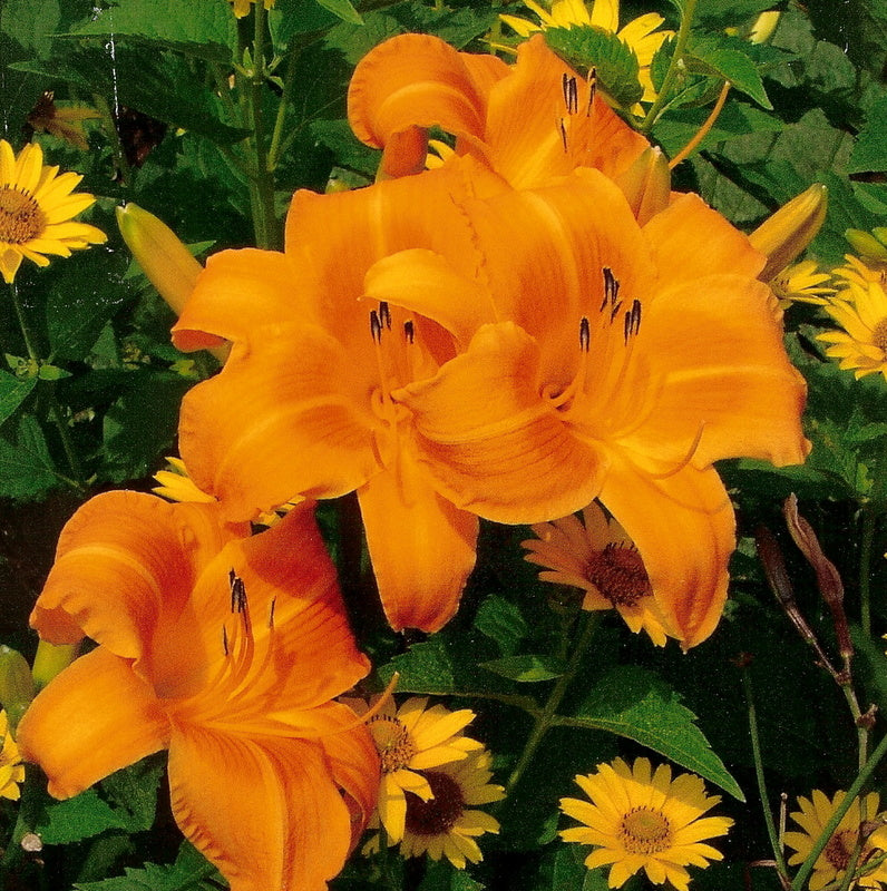 Rocket City Daylily |Large Vivid Blooms | Oakes Daylilies
