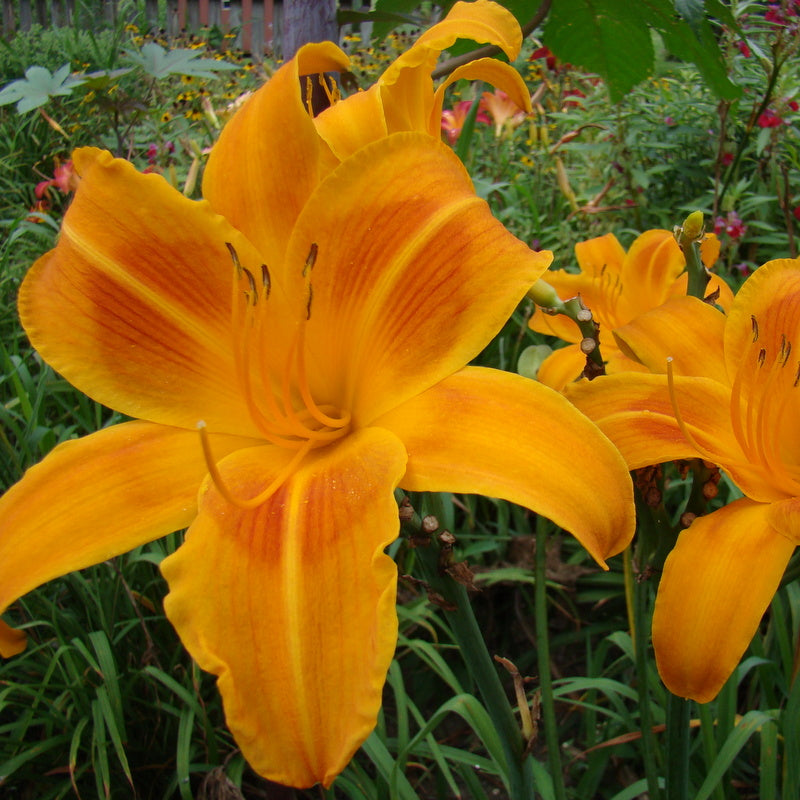 Rocket City Daylily |Large Vivid Blooms | Oakes Daylilies