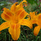 Rocket City Daylily from Oakes Daylilies