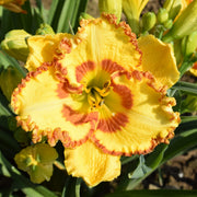 Rocky Mountain Sunrise Daylily from Oakes Daylilies