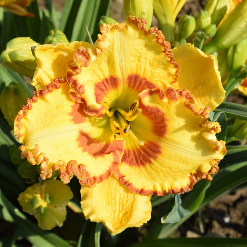 Rocky Mountain Sunrise Daylily from Oakes Daylilies