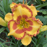 Rocky Mountain Sunrise Daylily from Oakes Daylilies