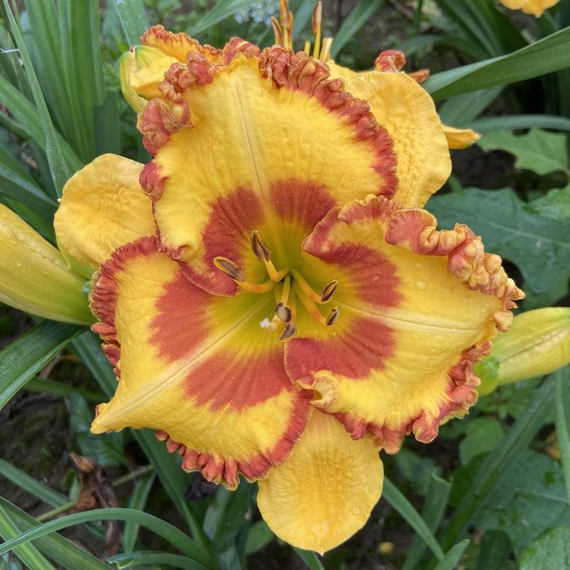 Rocky Mountain Sunrise Daylily from Oakes Daylilies