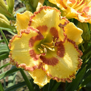 Rocky Mountain Sunrise Daylily from Oakes Daylilies
