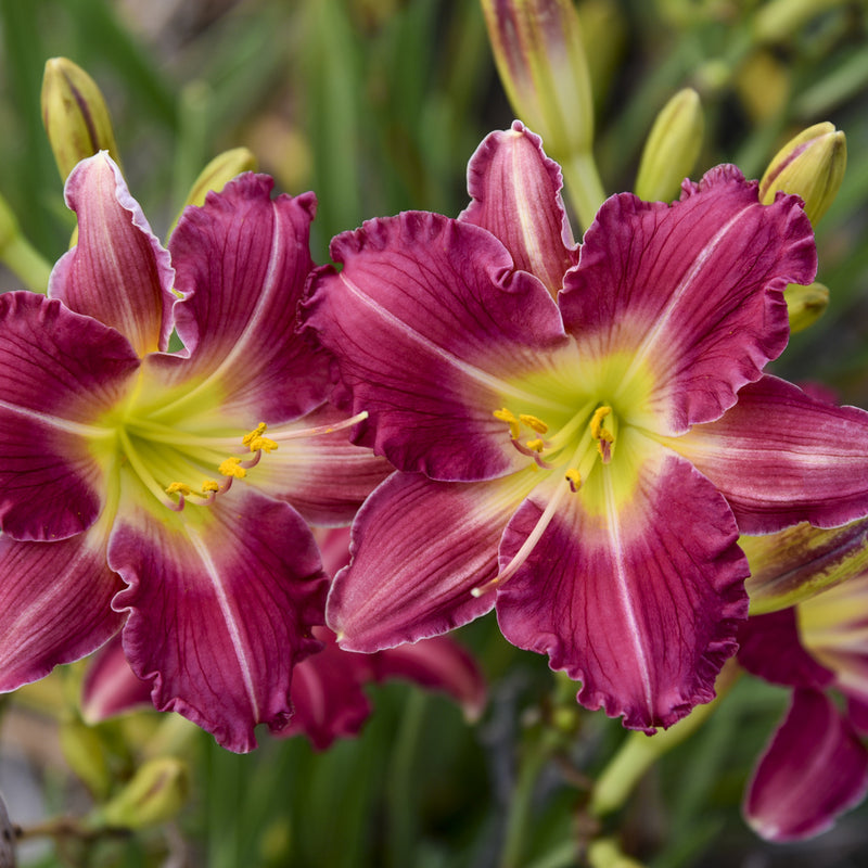 Romantic Returns Daylily from Oakes Daylilies