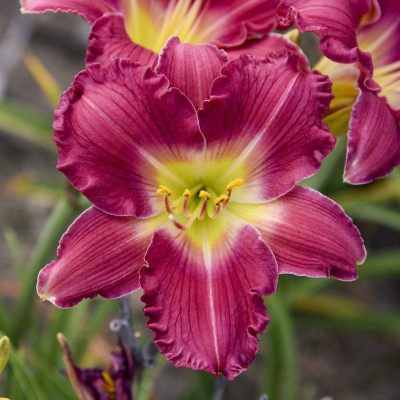 Romantic Returns Daylily from Oakes Daylilies
