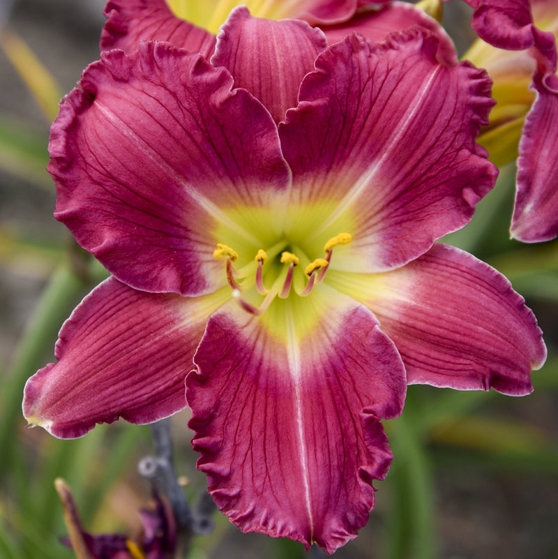Romantic Returns Daylily from Oakes Daylilies