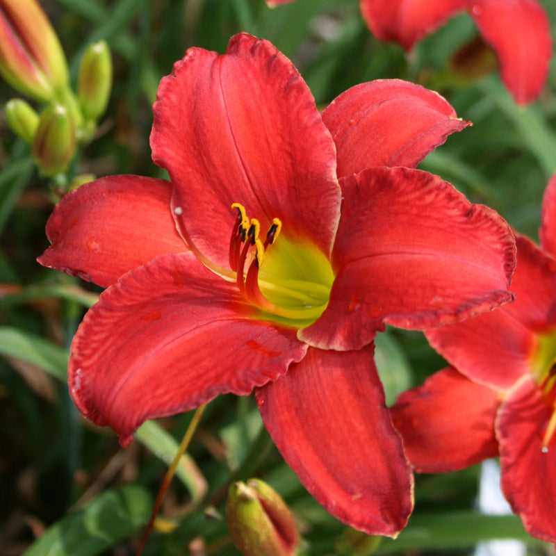 Rooten Tooten Red Daylily from Oakes Daylilies