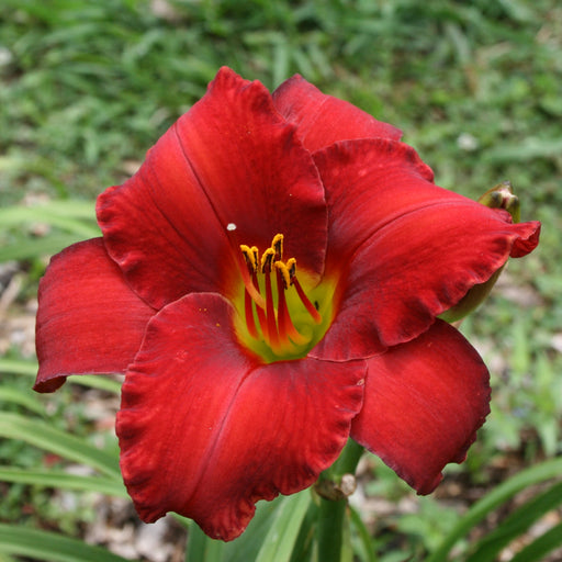 Rooten Tooten Red Daylily from Oakes Daylilies