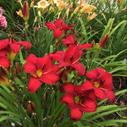 Rooten Tooten Red Daylily from Oakes Daylilies
