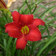 Rooten Tooten Red Daylily from Oakes Daylilies