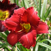 Rooten Tooten Red Daylily from Oakes Daylilies