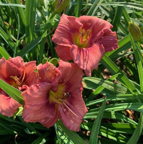 ローズリリー　2019 パルファム アンティアンティ Rosy Returns Daylily | Reblooming Wonder | Oakes Daylilies
