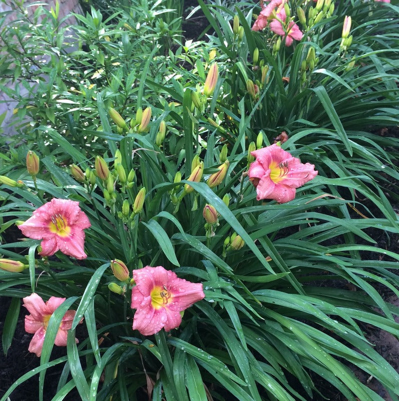 ローズリリー　2019 パルファム アンティアンティ Rosy Returns Daylily | Reblooming Wonder | Oakes Daylilies
