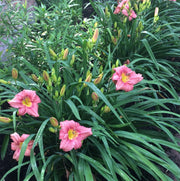 Rosy Returns Daylily from Oakes Daylilies