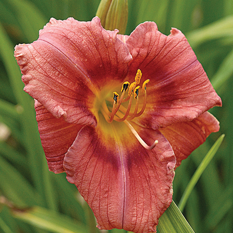 ローズリリー　2019 パルファム アンティアンティ Rosy Returns Daylily | Reblooming Wonder | Oakes Daylilies