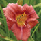 Rosy Returns Daylily from Oakes Daylilies