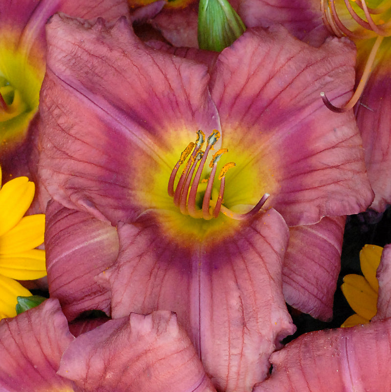 Rosy Returns Daylily from Oakes Daylilies