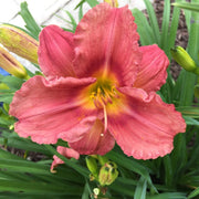 Rosy Returns Daylily from Oakes Daylilies