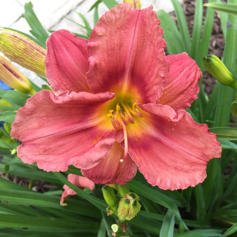 Rosy Returns Daylily from Oakes Daylilies