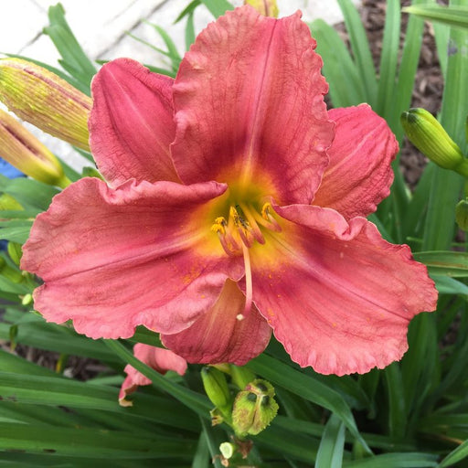 Rosy Returns Daylily from Oakes Daylilies