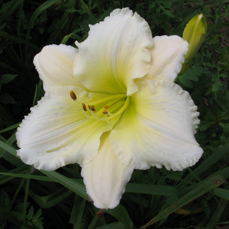 Royal Frosting Daylily from Oakes Daylilies