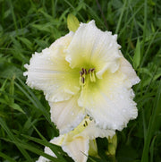 Royal Frosting Daylily from Oakes Daylilies