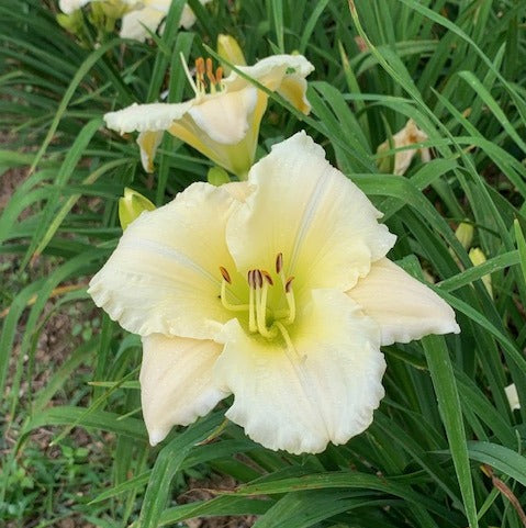 Royal Frosting Daylily from Oakes Daylilies