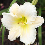 Royal Frosting Daylily from Oakes Daylilies