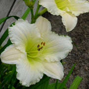 Royal Frosting Daylily from Oakes Daylilies