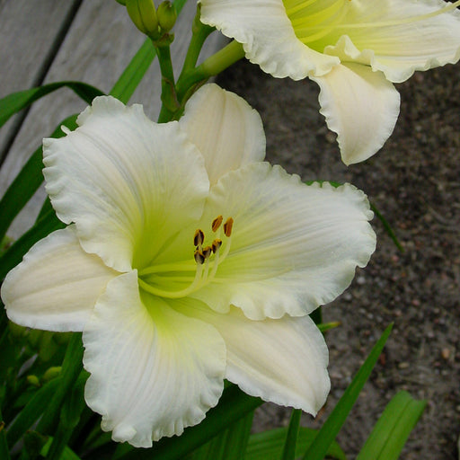 Royal Frosting Daylily from Oakes Daylilies