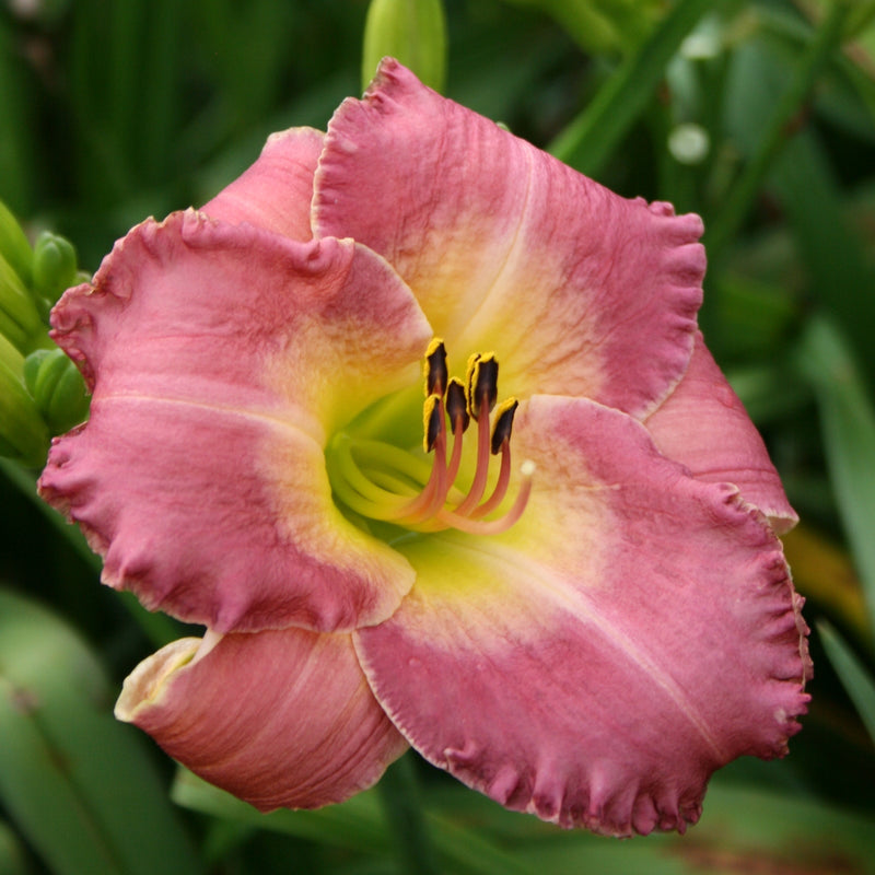 Royal Palace Prince Daylily from Oakes Daylilies