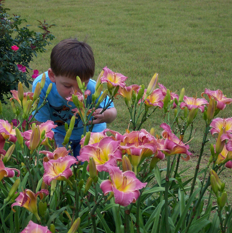 Royal Palace Prince Daylily from Oakes Daylilies