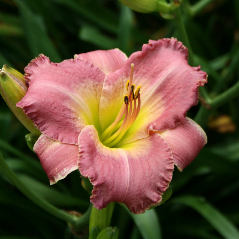 Royal Palace Prince Daylily from Oakes Daylilies