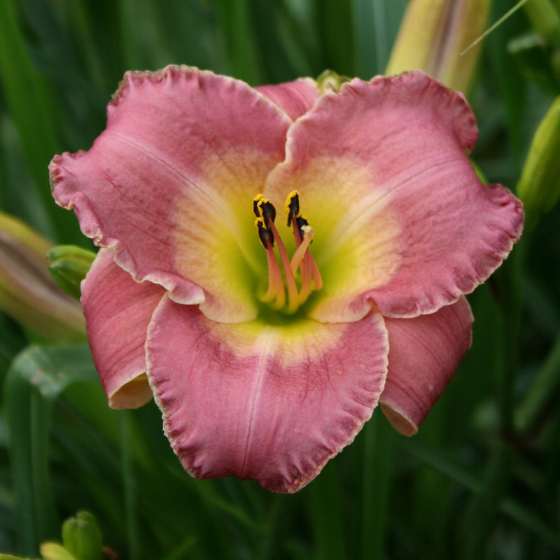 Royal Palace Prince Daylily | Customer Favorite | Oakes Daylilies
